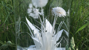 wiesentraeume_pusteblume